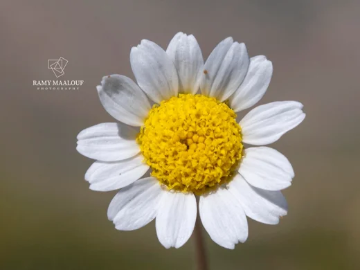 Anthemis cretica subsp. cassia