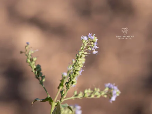 Veronica anagallis-aquatica subsp. lysimachioides