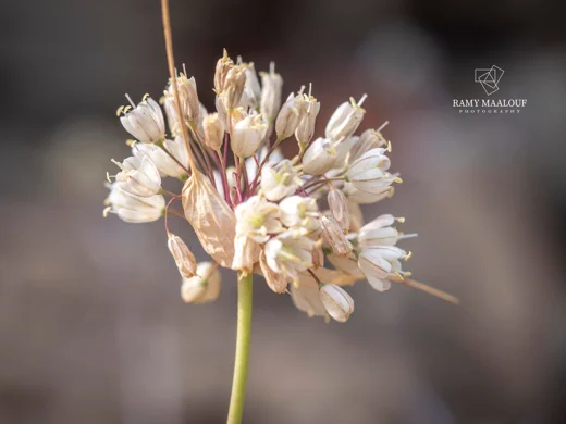 Allium pallens