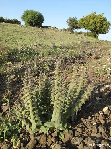 عرصف شرقي