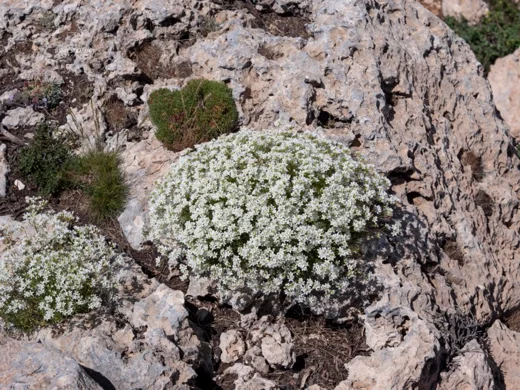 Sabulina juniperina