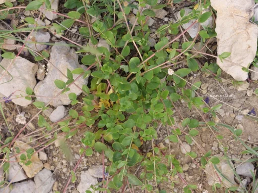 عشبة الفنكا