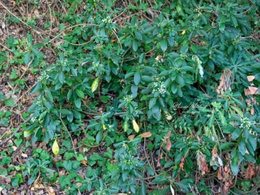 Daphne libanotica