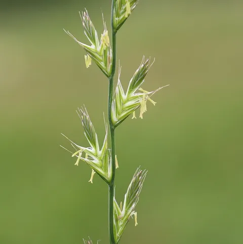 نسب المصنف - غير تجاري 4.0 دولي (CC BY-NC 4.0)- i naturalist.