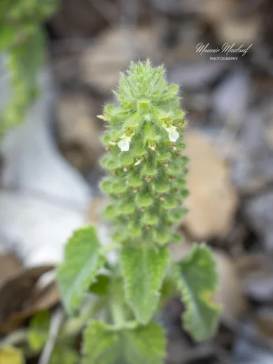 Teucrium stachyophyllum