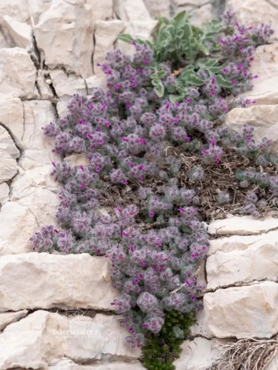 Clinopodium nummulariifolium