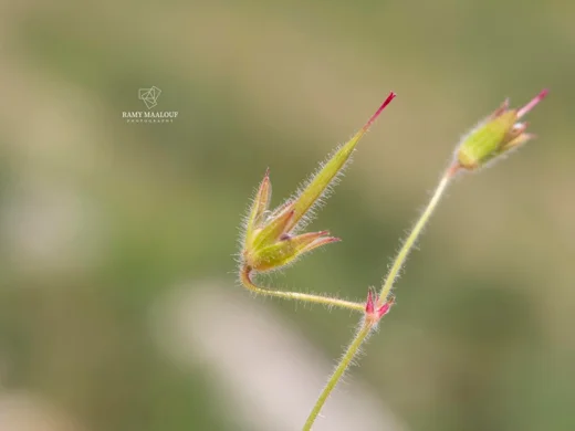 Geranium crenophilum