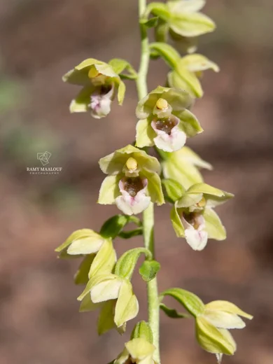 Epipactis helleborine subsp. tremolsii