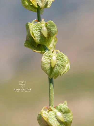 Rumex angustifolius subsp. libanoticus