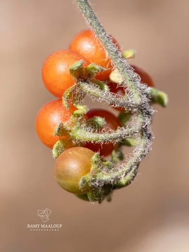 Solanum villosum