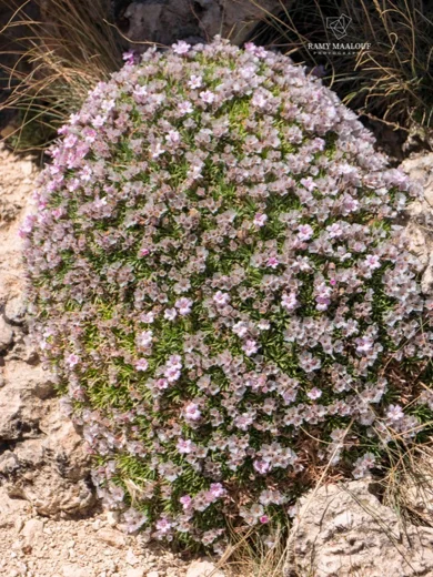 Acantholimon ulicinum