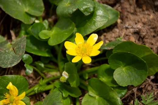 Ranunculus ficaria subsp. ficariiformis