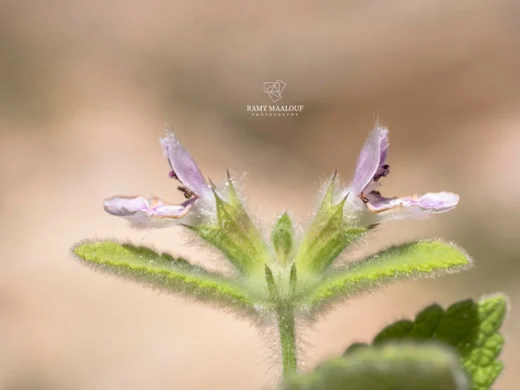 بطنج إهرنبرغ