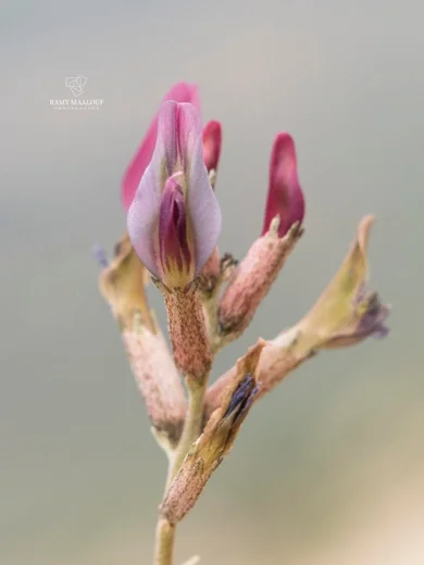 Astragalus angulosus