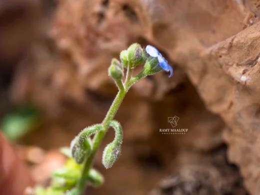 Brunnera orientalis