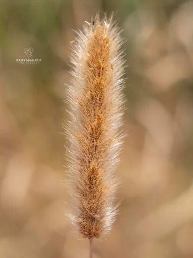 Polypogon monspeliensis