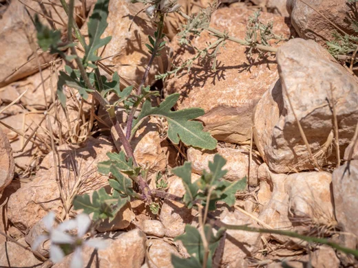 جرجير