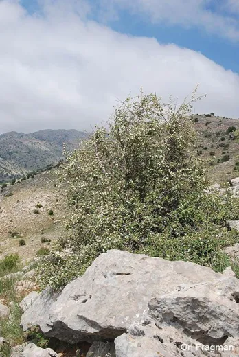 شير خشت