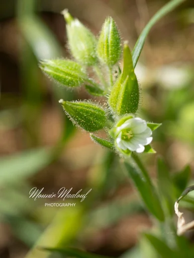 Dichodon cerastoides
