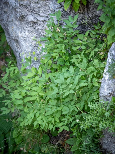 Lathyrus libani