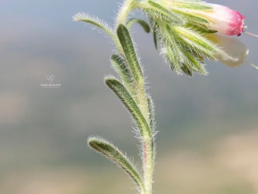 Onosma caerulescens