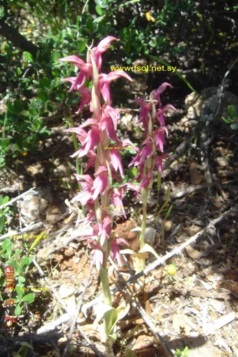 Anacamptis sancta