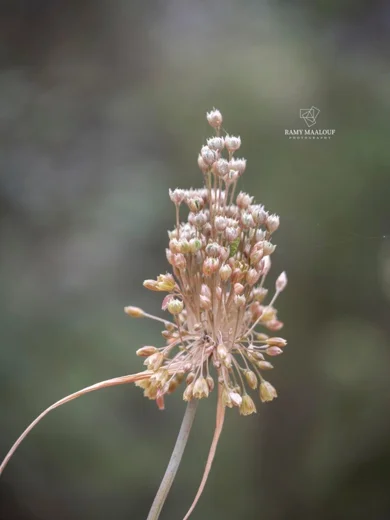 Allium sp. (Kornet Chehwan)