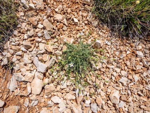 Campanula stricta var. libanotica