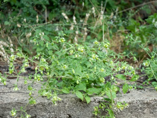 Silene baccifera