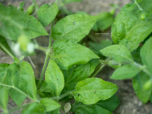 Silene baccifera