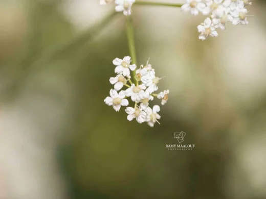 Pimpinella tragium