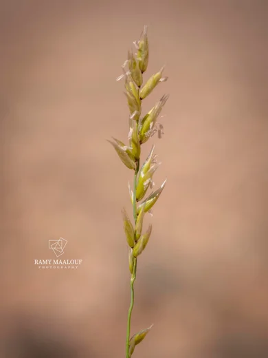 Melica eligulata