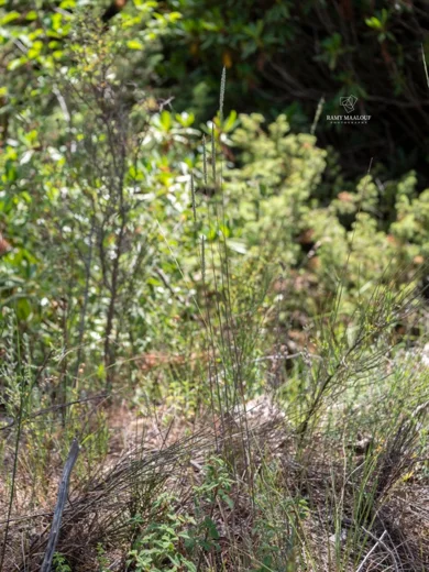 Phleum montanum