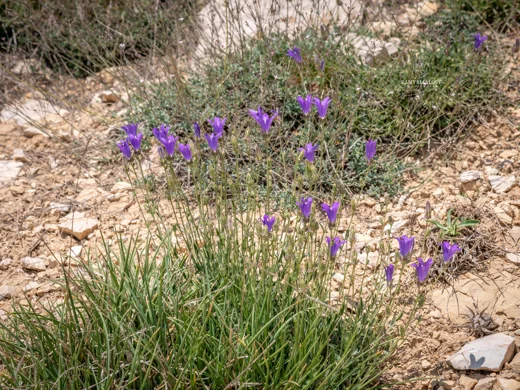 Campanula stricta var. libanotica