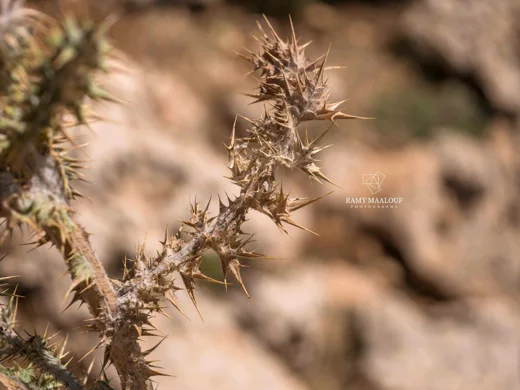 Onopordum floccosum
