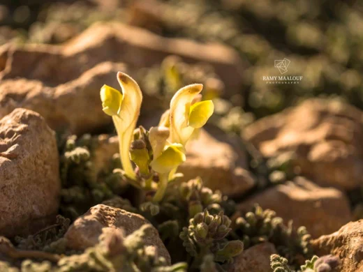 Scutellaria orientalis subsp. alpina