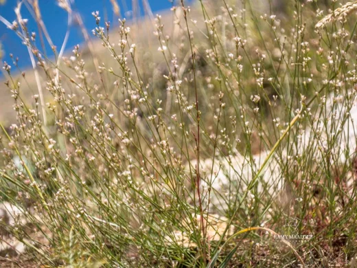 Cynanchica breviflora