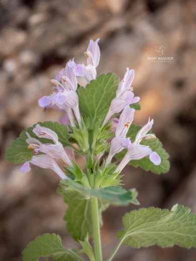 Lamium garganicum subsp. striatum