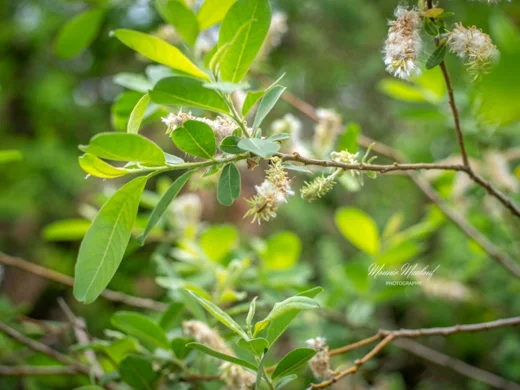 Salix libani