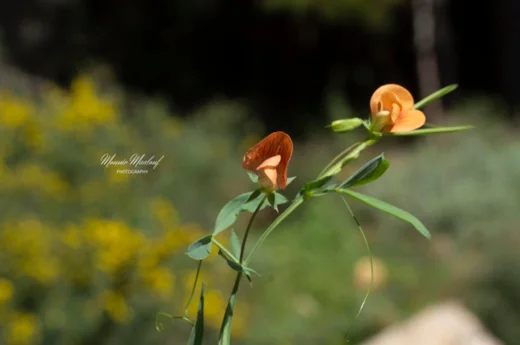 Lathyrus gorgoni