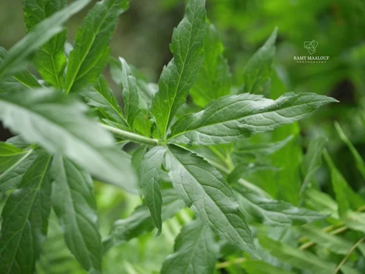Eupatorium cannabinum