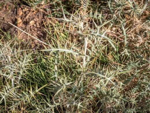 Cirsium leucocephalum subsp. hermonis