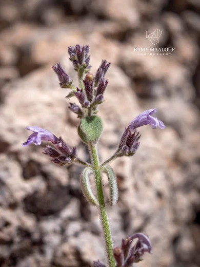 Clinopodium libanoticum