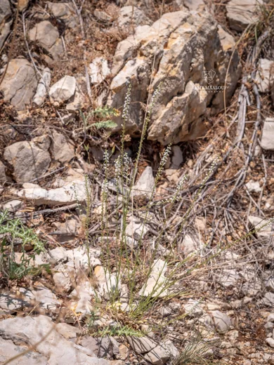 Anarrhinum orientale