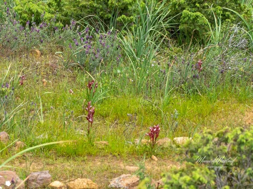 Serapias orientalis subsp. levantina