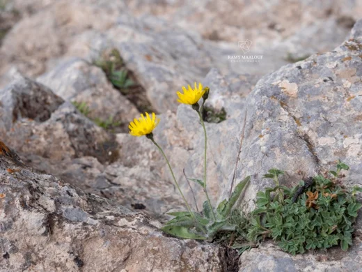 Hieracium schmidtii subsp. libanoticum