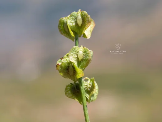 Rumex angustifolius subsp. libanoticus