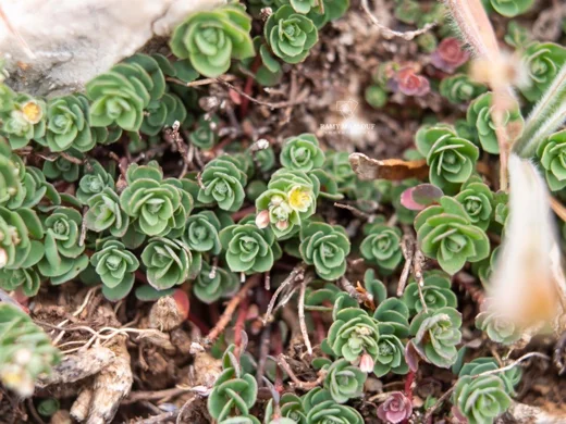 Andrachne telephioides