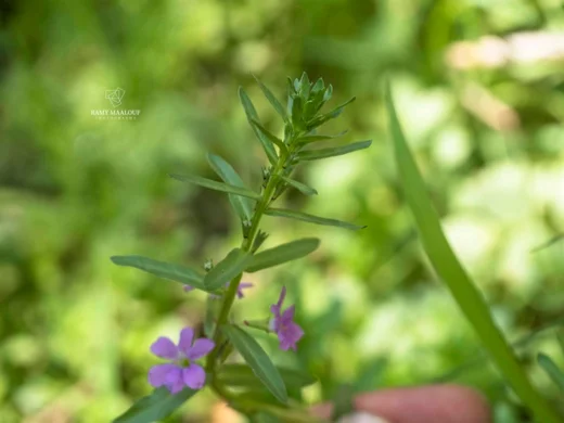 Lythrum junceum