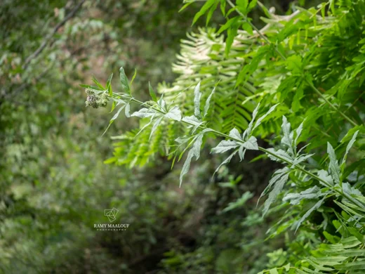 Eupatorium cannabinum